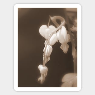 white bleeding hearts sepia Sticker